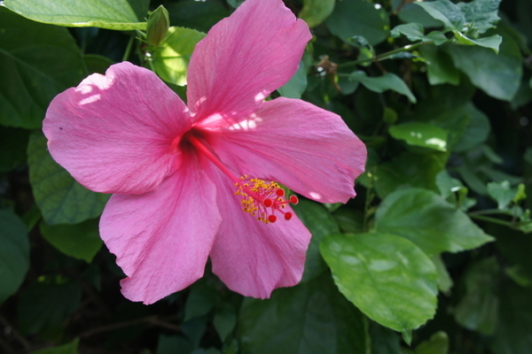 ハワイで今買いたい！ハワイ限定のおみやげ - 子連れで楽しむお出かけブログ