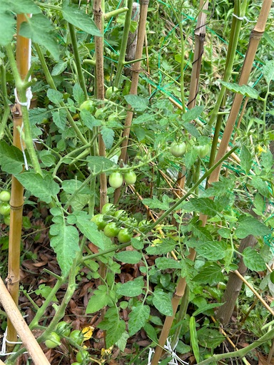 f:id:ekubosmile:20240712112134j:image