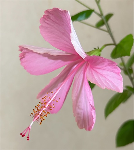 f:id:ekubosmile:20241102111559j:image