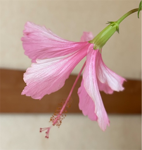 f:id:ekubosmile:20241102111606j:image