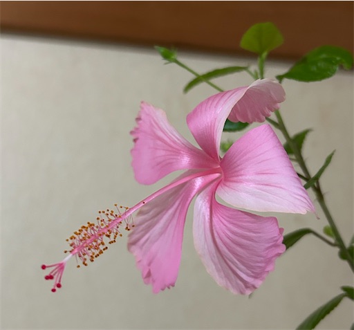 f:id:ekubosmile:20241102115849j:image