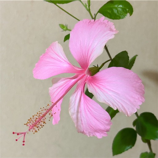 f:id:ekubosmile:20241102195825j:image