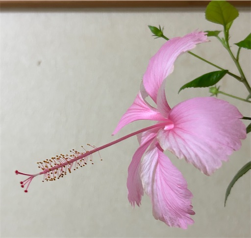 f:id:ekubosmile:20241102195848j:image