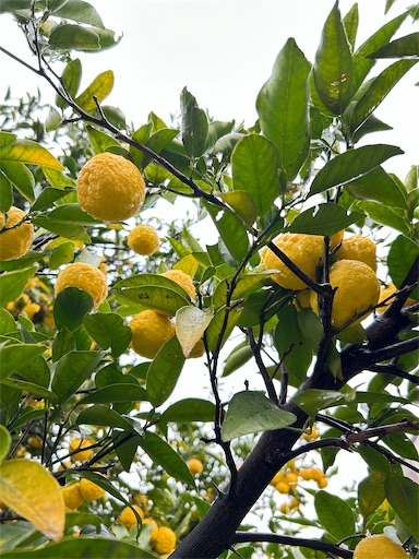 f:id:ekubosmile:20241122065246j:image