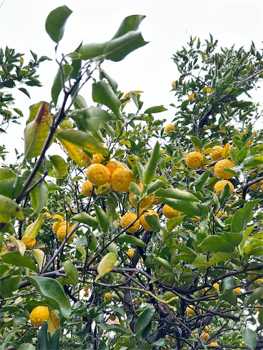 f:id:ekubosmile:20241122065249j:image