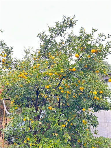 f:id:ekubosmile:20241122065252j:image