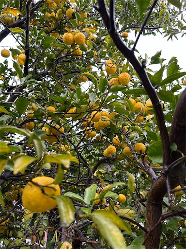 f:id:ekubosmile:20241122065300j:image