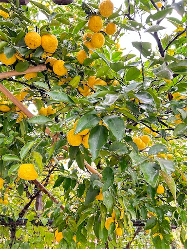 f:id:ekubosmile:20241122065304j:image