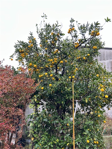 f:id:ekubosmile:20241122065311j:image