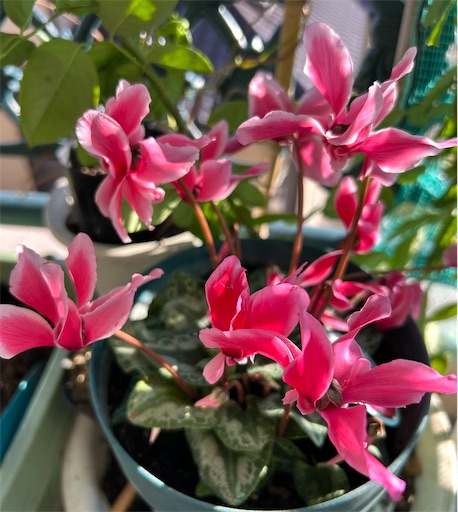 f:id:ekubosmile:20241214130451j:image