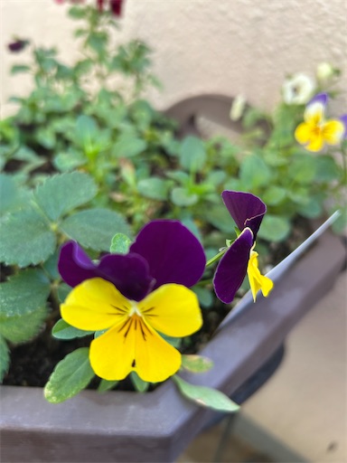 f:id:ekubosmile:20241214130458j:image