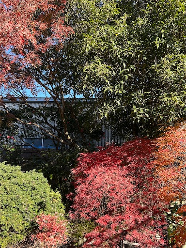 f:id:ekubosmile:20241220081443j:image