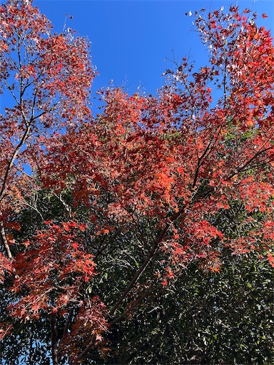 f:id:ekubosmile:20241220081453j:image