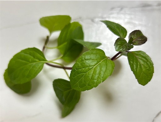 f:id:ekubosmile:20250106145612j:image f:id:ekubosmile:20250106145612j:image