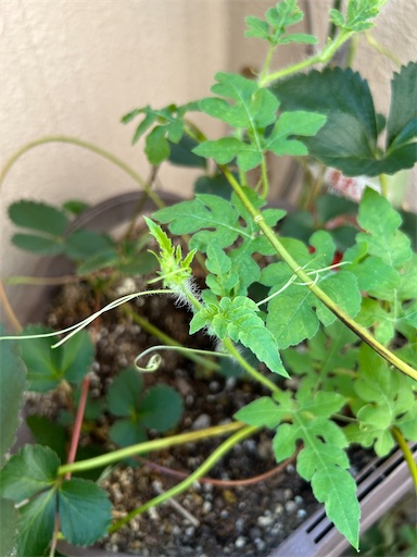 f:id:ekubosmile:20250725085128j:image