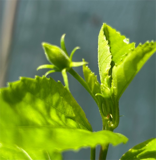 f:id:ekubosmile:20250725085945j:image