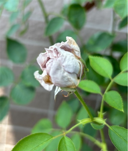 f:id:ekubosmile:20250726110926j:image