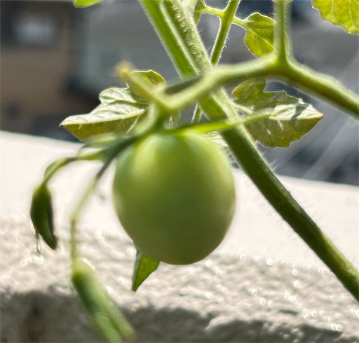 f:id:ekubosmile:20250726110930j:image