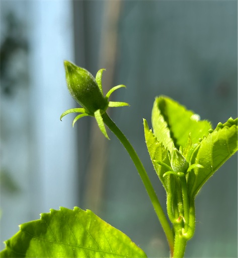 f:id:ekubosmile:20250727085717j:image