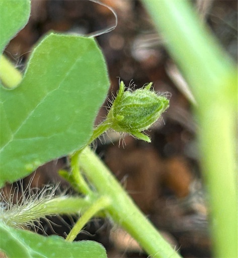 f:id:ekubosmile:20250727085720j:image