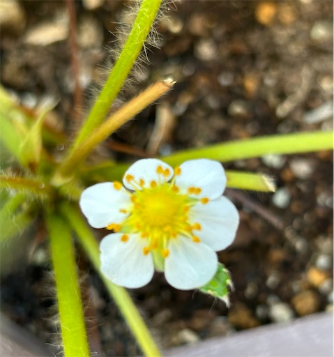 f:id:ekubosmile:20250727085723j:image