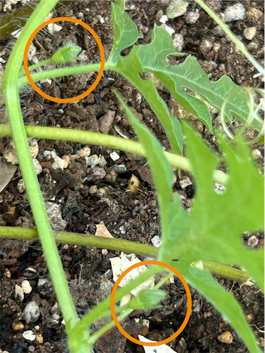 f:id:ekubosmile:20250727085725j:image