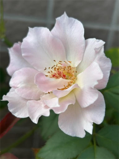 f:id:ekubosmile:20250803190545j:image f:id:ekubosmile:20250803190545j:image