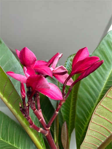 f:id:ekubosmile:20250912132309j:image f:id:ekubosmile:20250912132309j:image