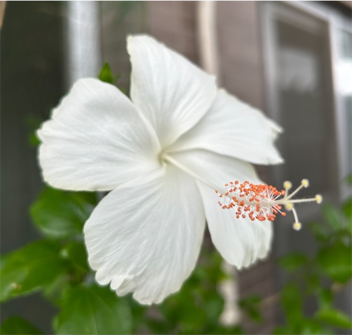 f:id:ekubosmile:20250912132319j:image f:id:ekubosmile:20250912132319j:image