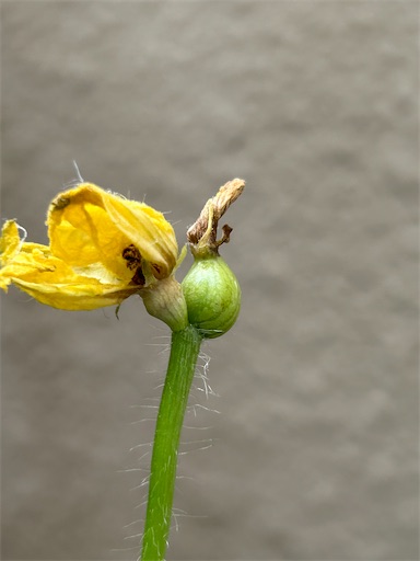 f:id:ekubosmile:20250913202141j:image