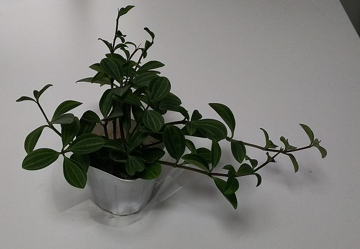 f:id:ekutajp:20190506180322j:plain