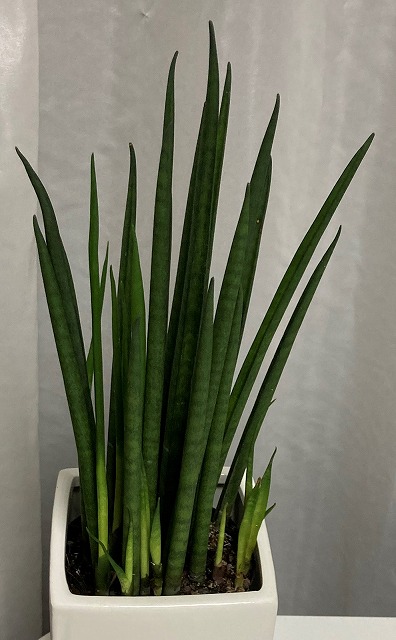 f:id:ekutajp:20201115195511j:plain