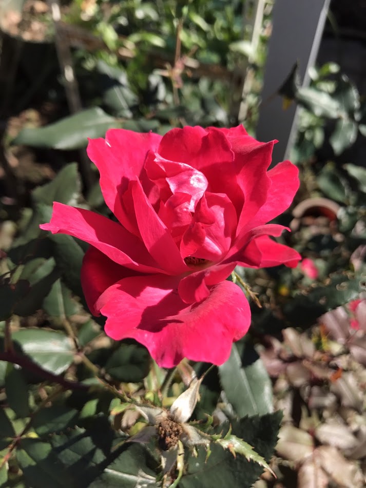 f:id:elabo18sr:20181029201815j:plain f:id:elabo18sr:20181029201815j:plain