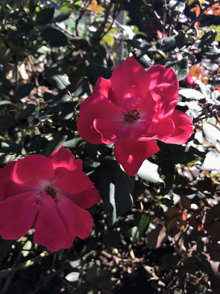 f:id:elabo18sr:20181029201816j:plain f:id:elabo18sr:20181029201816j:plain