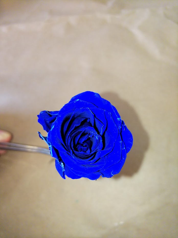 f:id:elabo18sr:20190211205337j:plain f:id:elabo18sr:20190211205337j:plain