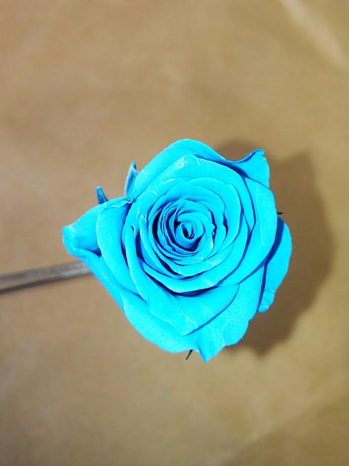 f:id:elabo18sr:20190211205354j:plain f:id:elabo18sr:20190211205354j:plain