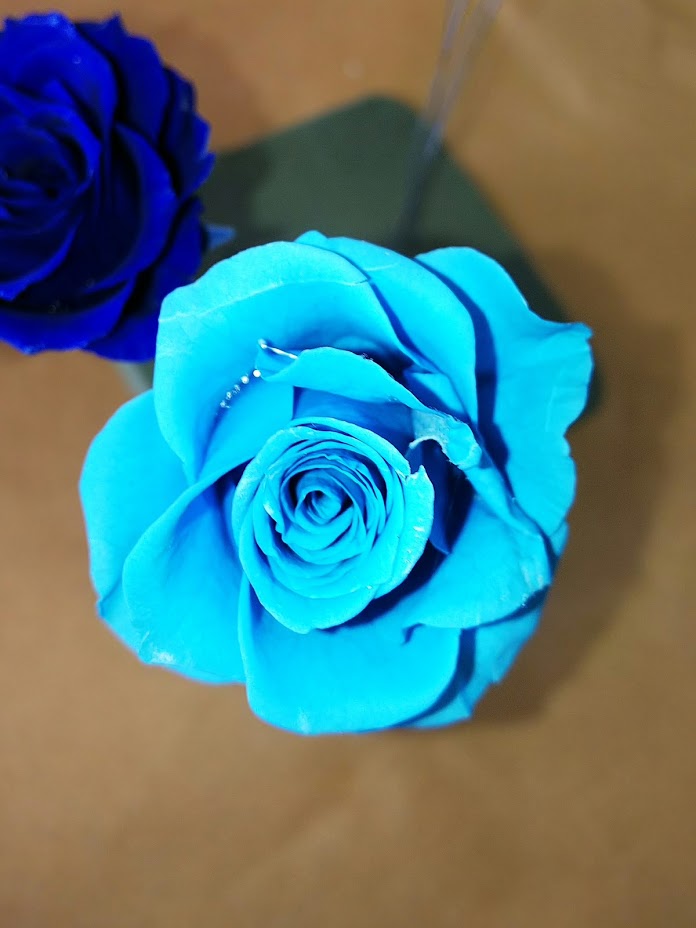 f:id:elabo18sr:20190211205403j:plain f:id:elabo18sr:20190211205403j:plain