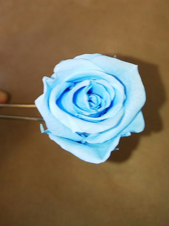 f:id:elabo18sr:20190211205415j:plain f:id:elabo18sr:20190211205415j:plain