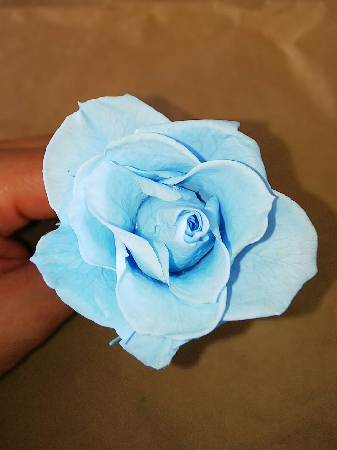 f:id:elabo18sr:20190211205424j:plain f:id:elabo18sr:20190211205424j:plain