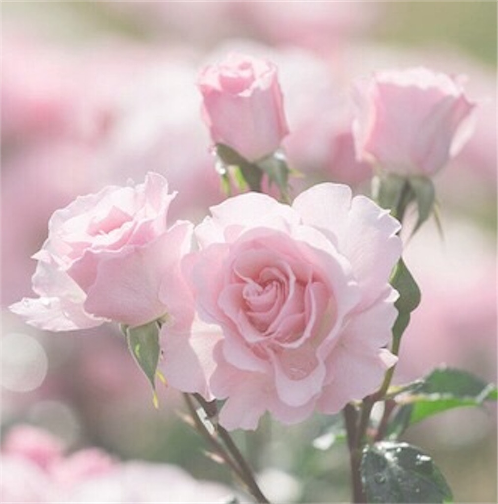 f:id:elais:20190116230435j:image