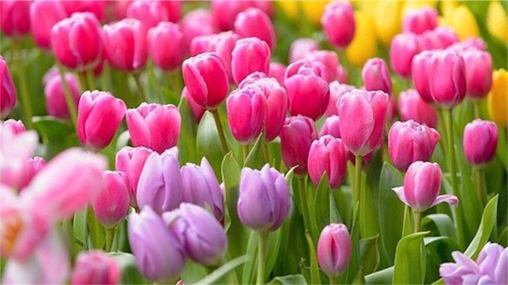 f:id:elais:20190307233531j:image