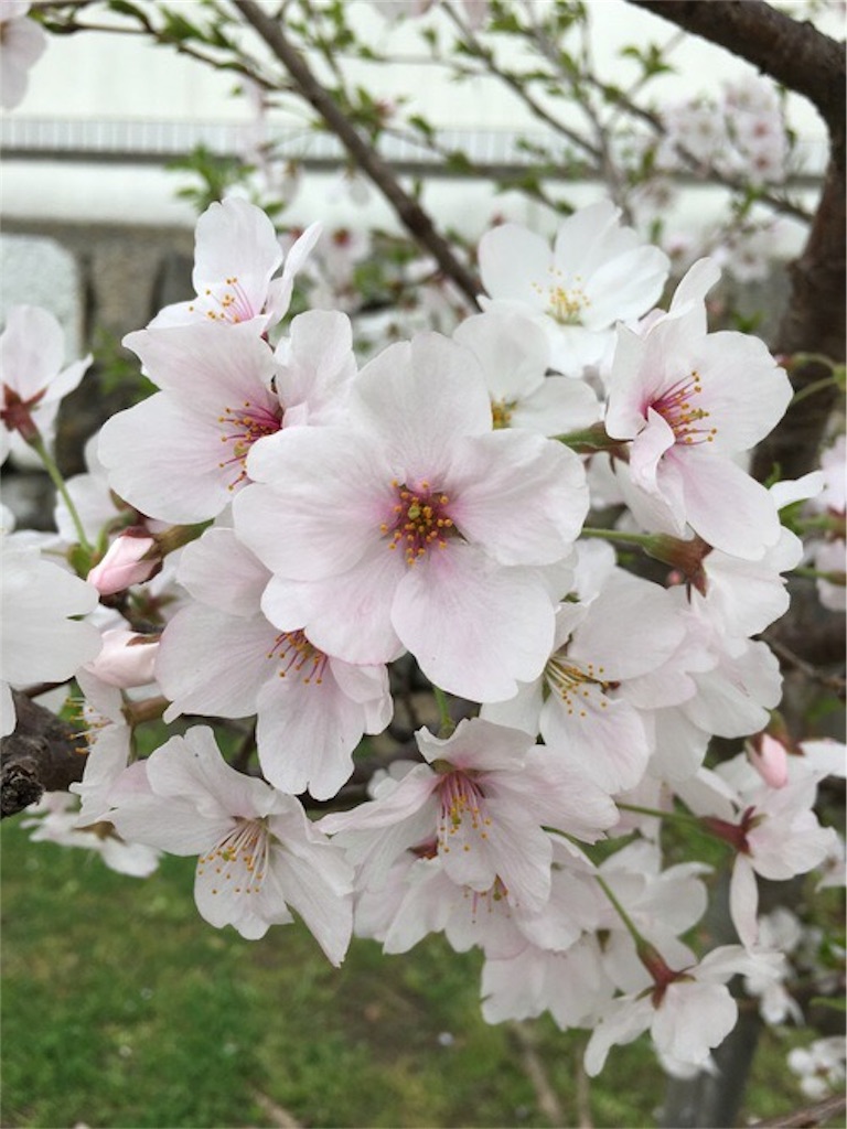f:id:elais:20190328001413j:image