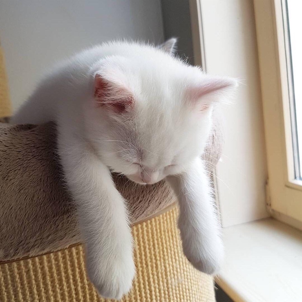 f:id:elais:20190716232933j:plain