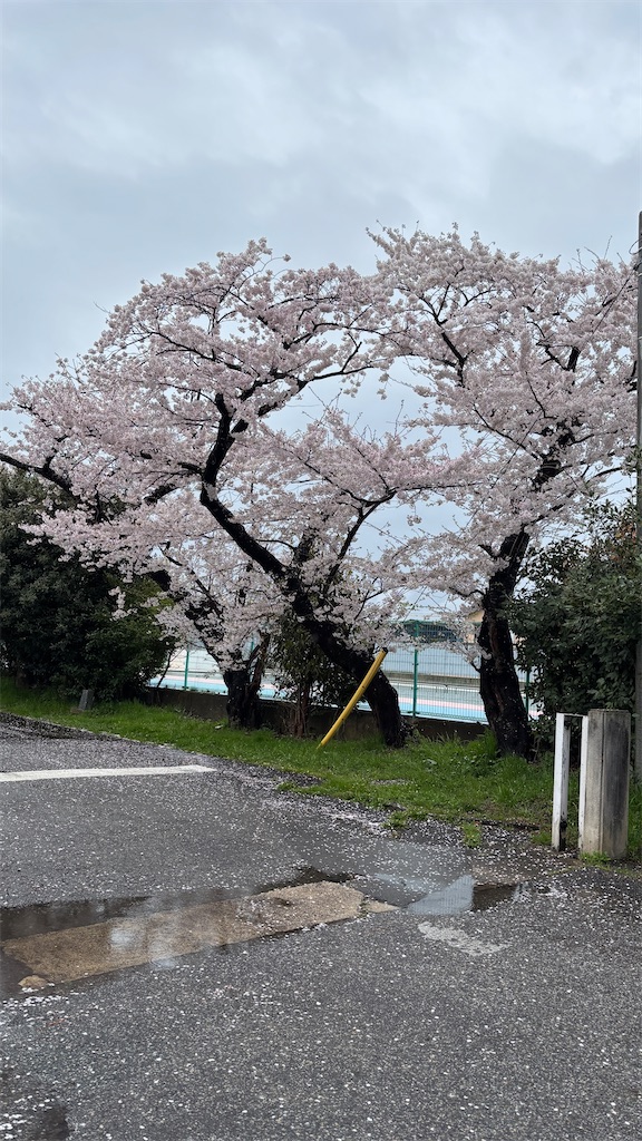 f:id:elated:20260411213207j:image