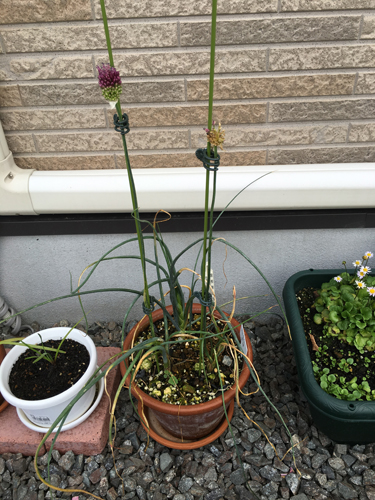 アリウムの開花 Pon Pon Gardenのブログ