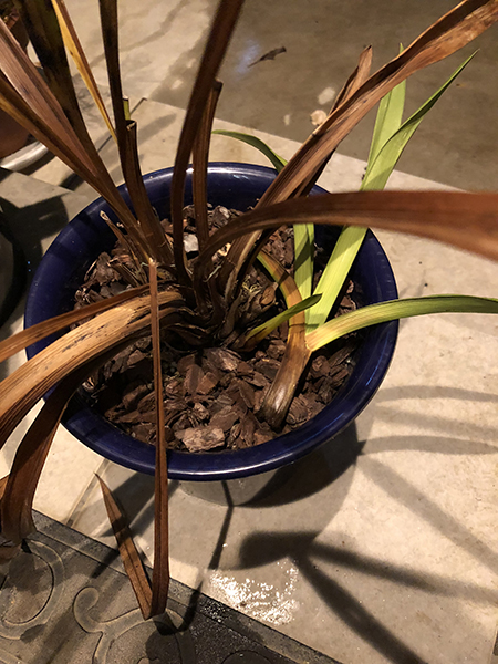 f:id:elche:20180910230316j:plain