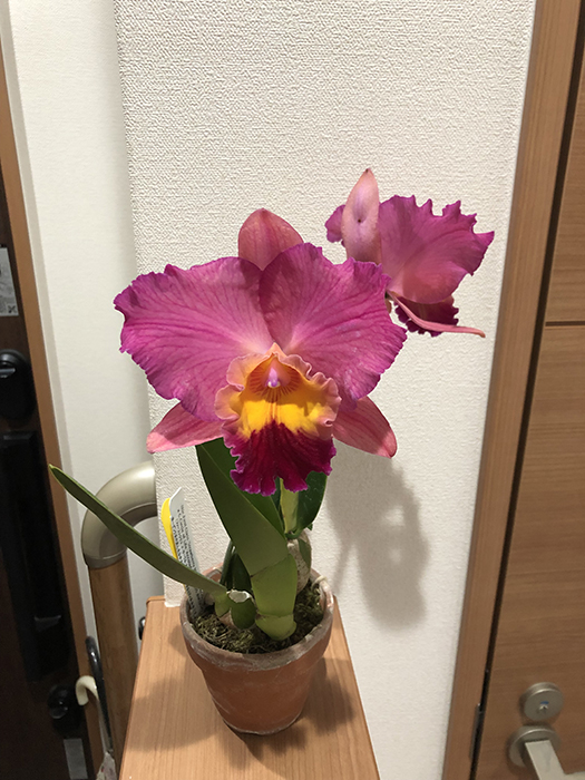 f:id:elche:20190223022334j:plain