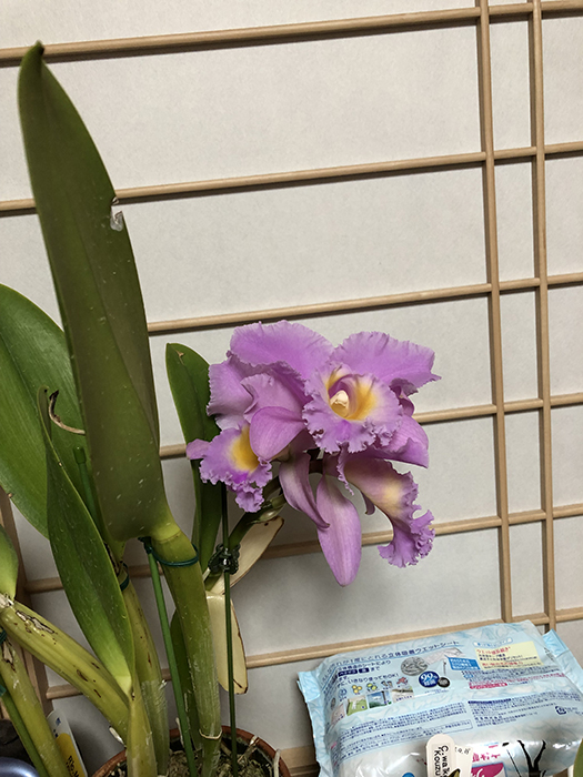 f:id:elche:20190501225333j:plain