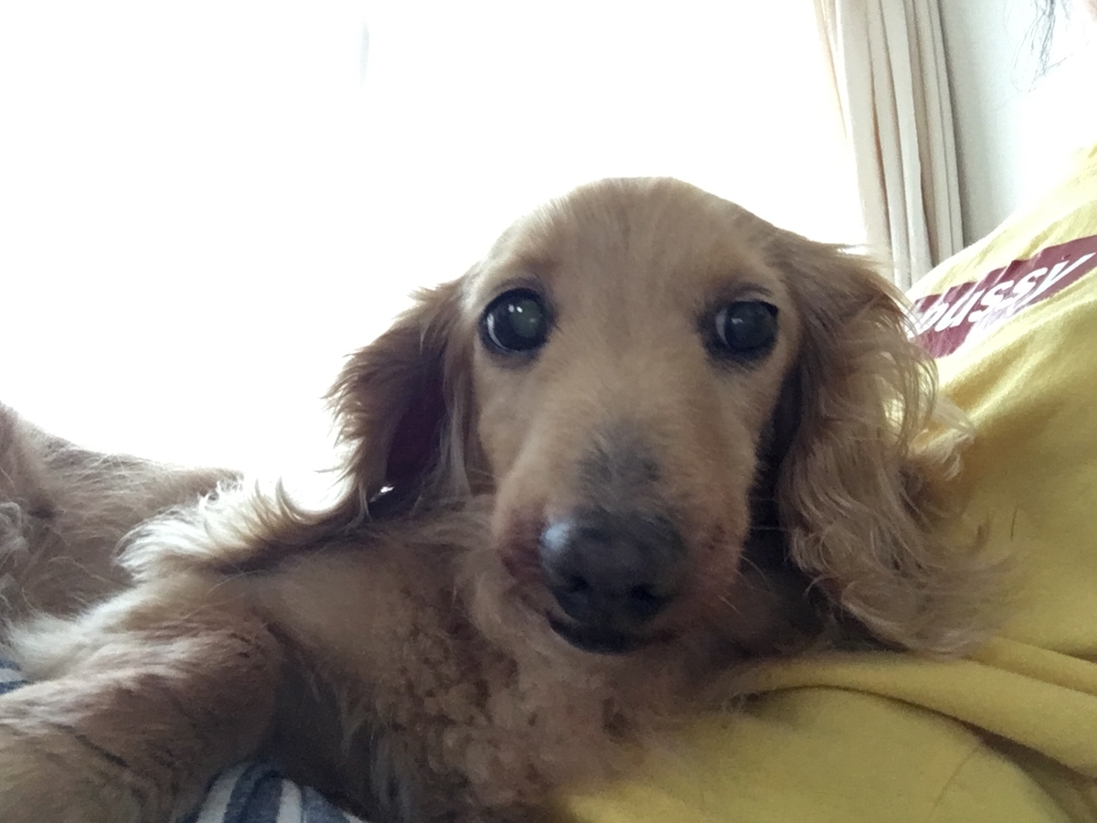犬を飼うということ 人間にとっていい食べ物は犬にとってもいいの 癒し犬 はくりんのつぶやき