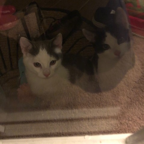 アメリカ北東部の 火星より寒い 寒波のせいでうちに野良猫が助けを求めに来てるぅぅ 葦の中
